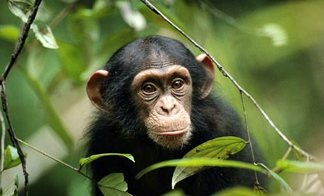 Image result for chimpanzee in west africa